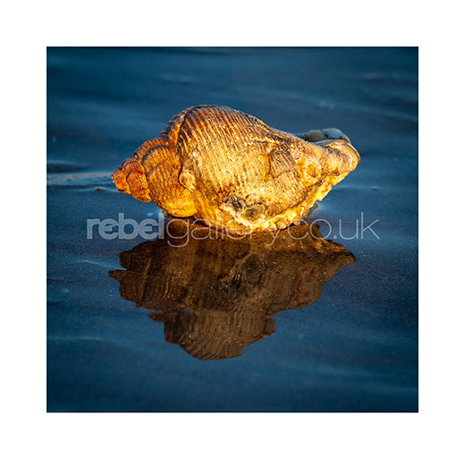photo of a Dog Whelk lit by the setting sun